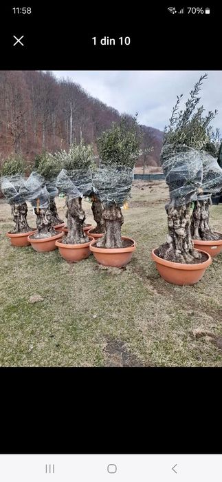 Vând plante ornamentale tuia spiral măslin palmieri mestecân tuia spir