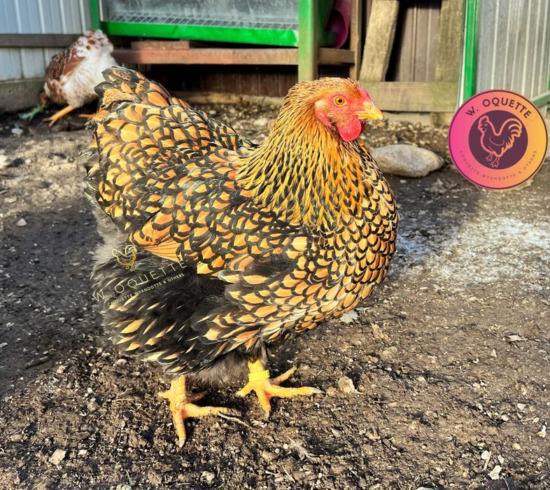 Oua incubat Wiandotte GSG negru auriu Wyandotte