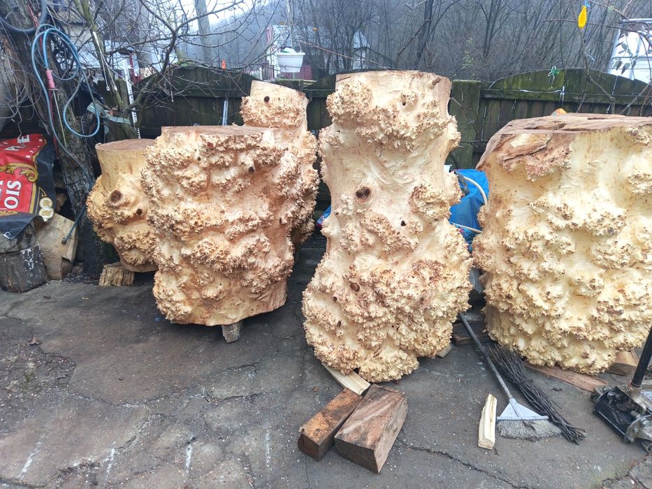 Blaturi plop negru bubos