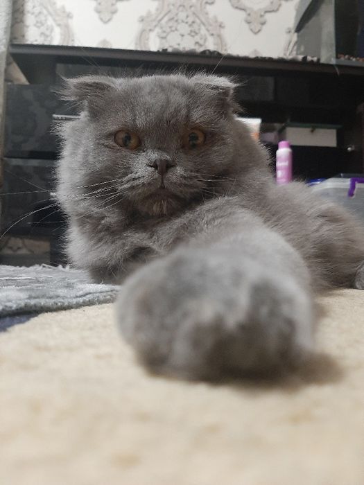 11ойлик Скоттиш фолд сотилади