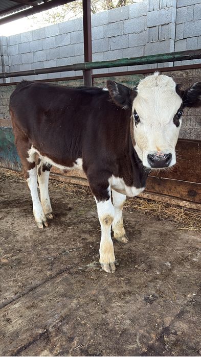 Сиыр сатылады, бұзауымен бірге