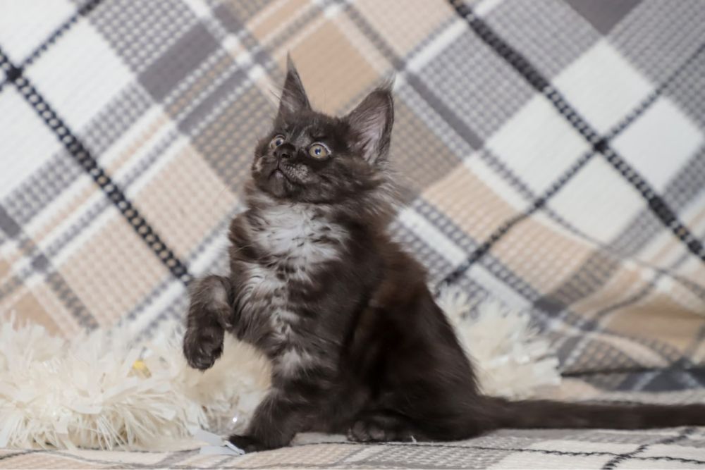 Кошечка породы мейн кун, окрас серный дым