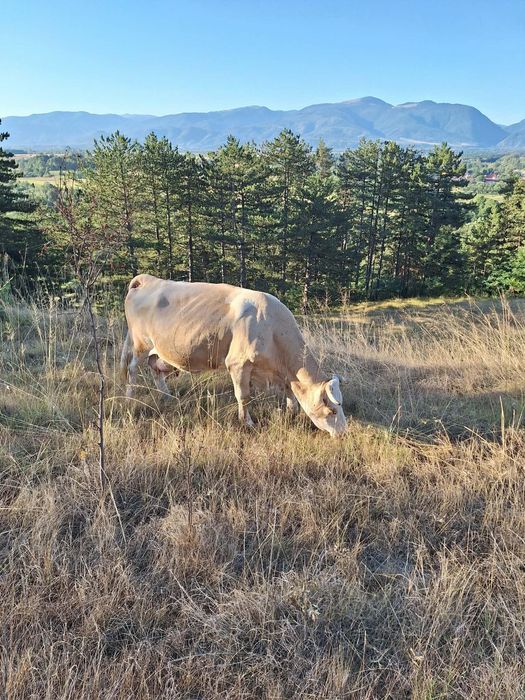Vaca cu vitea de vanzare