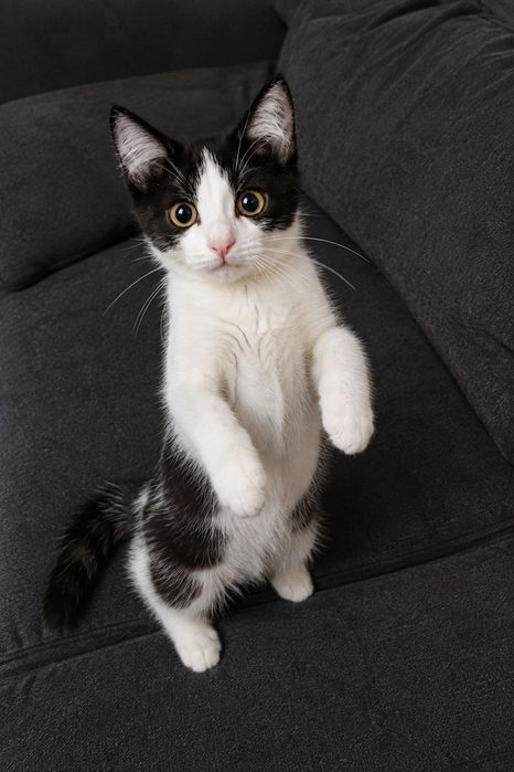 Котёнок Вася ищет семью!
