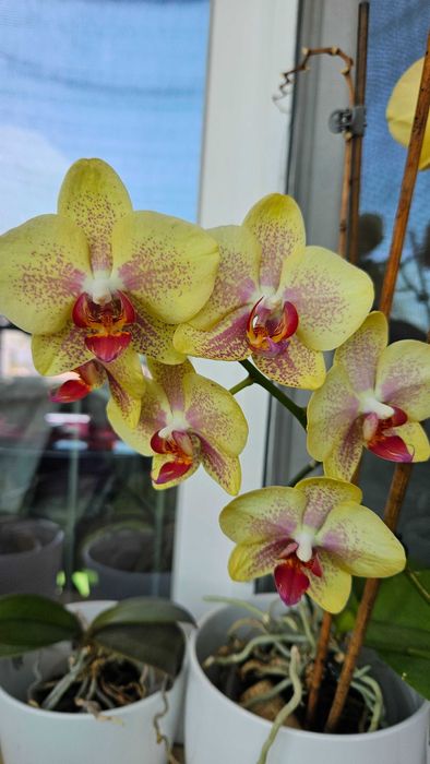 Продавам цветя от личната си колекция