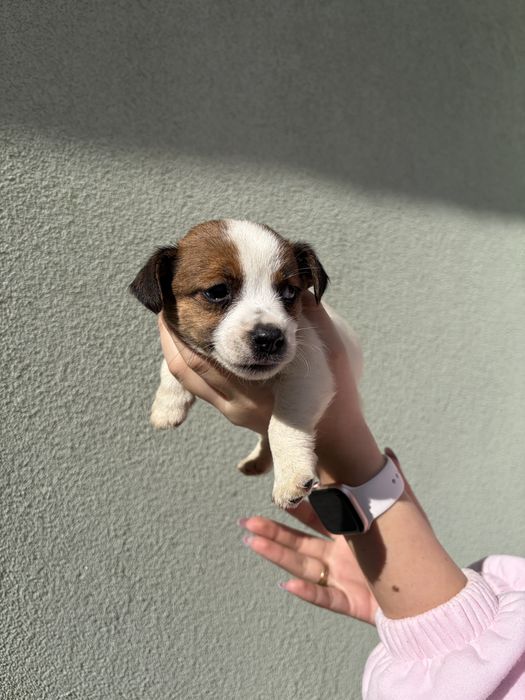 Джак ръсел териер