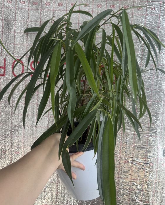 Продам фикусы разные