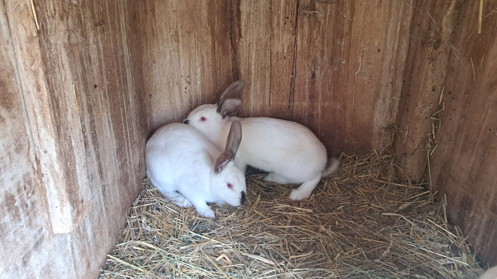 De vanzare iepurițe