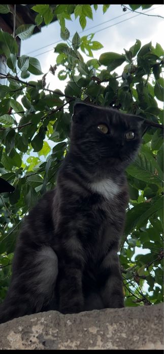 Кошечка в добрые руки