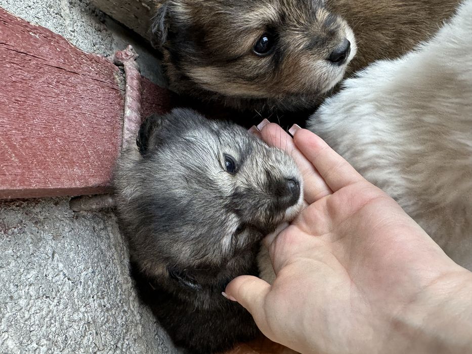 Срочно отдам Щенков