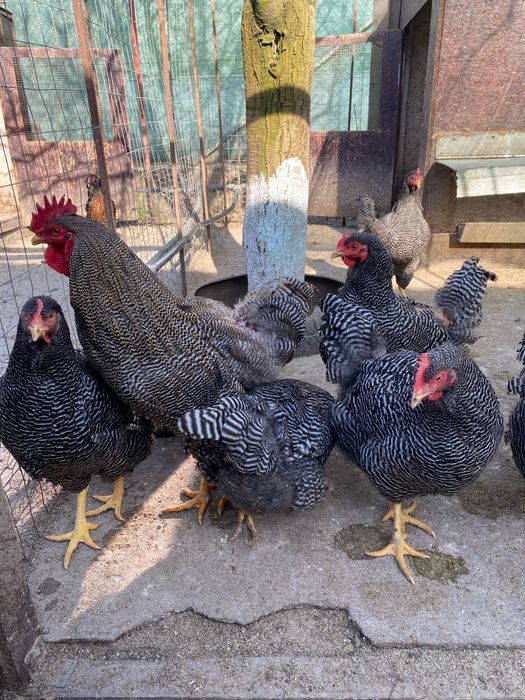 Australorp alb si albastru Araucana argintiu si negru si gat auriu Plymouth rockbarat gaini cocosi familii