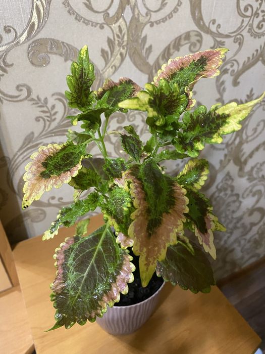 Колеусы разных сортов