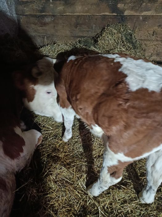 Vacă cu vitel bălțat