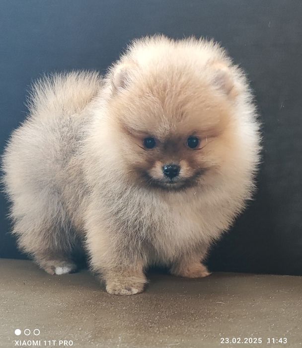 Померан померанче