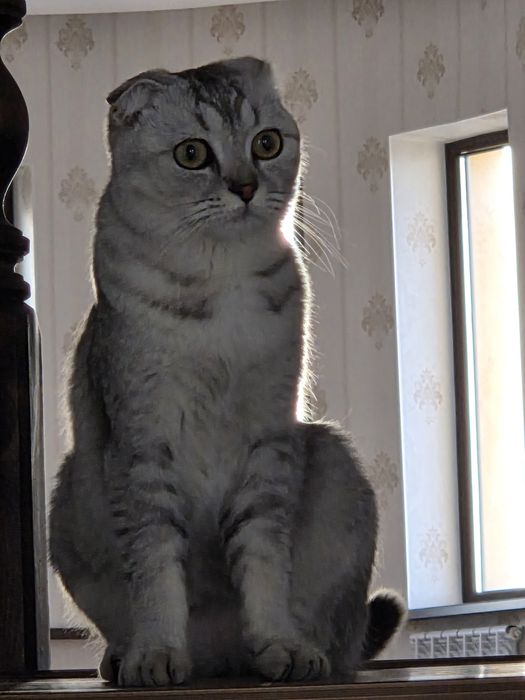 Продаётся очаровательная кошечка