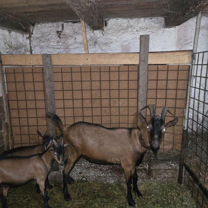 Țap Alpin Francez