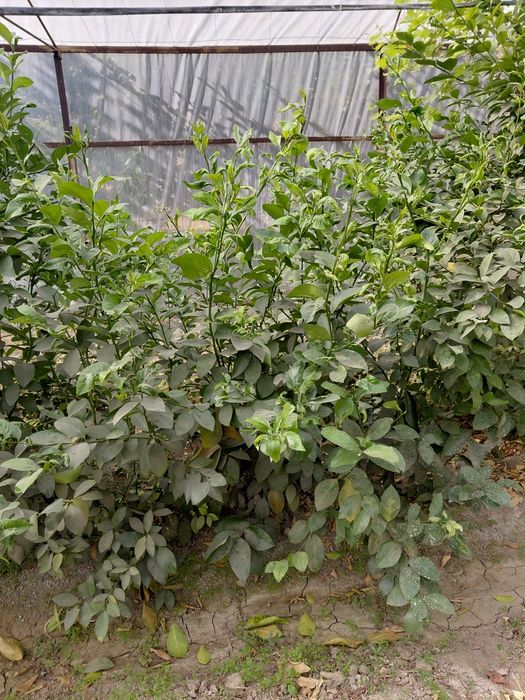 Lemon ko'chatlar 3 4 yillik