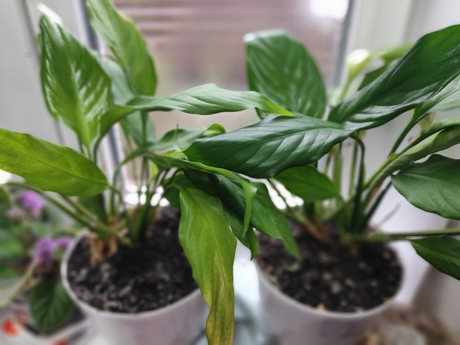 Комнатные цветы не дорого