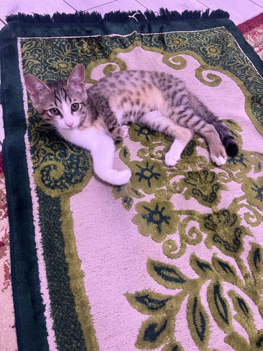 Отдам котят в добрые руки (девочка)  хорошие, красивые