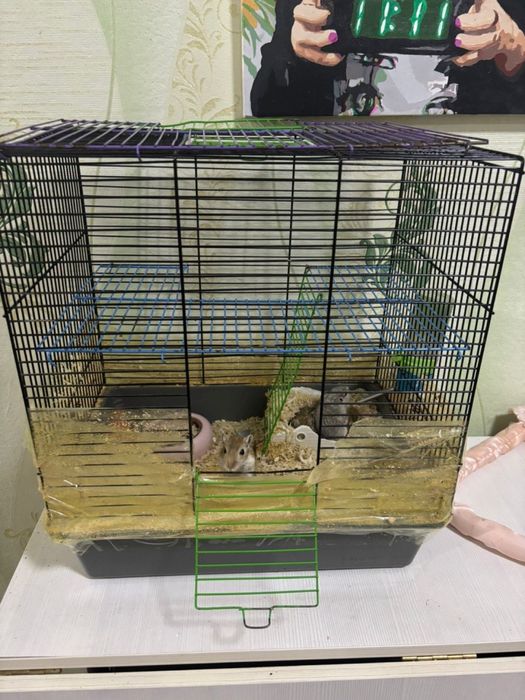 Отдам песчанок с клеткой