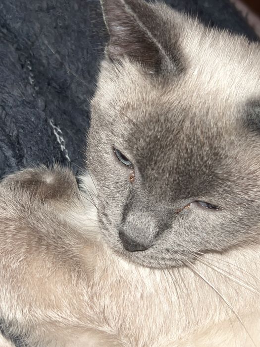 Вязка кошки ждет кота