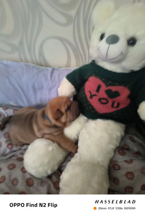 Продажа щенков шарпея