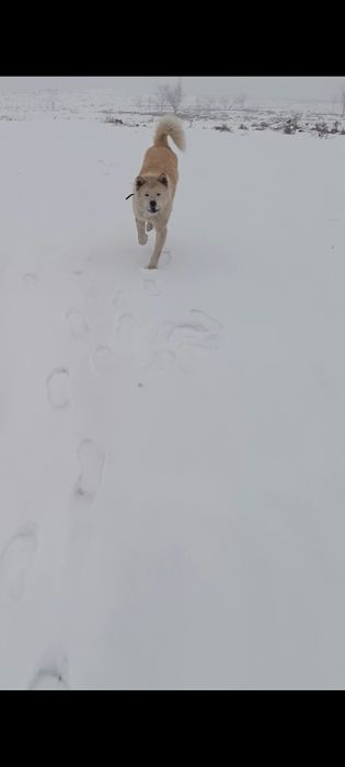 Собака аки ину продаю за хорошие цены