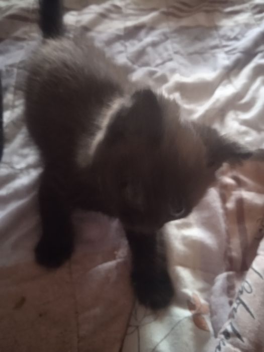 Отдам котенка мальчик в добрые руки