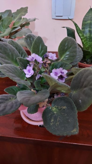 Комнатные   цветы