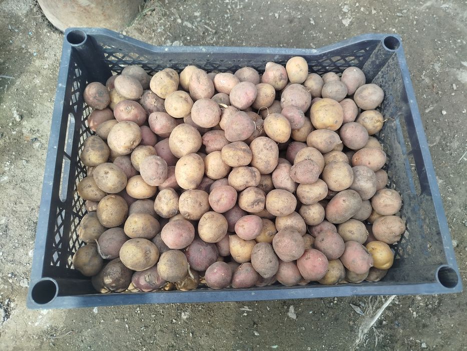 Продам семенной картофель