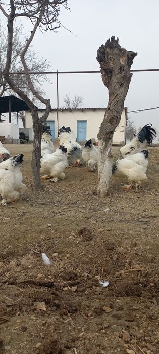 Светлый брама тухумлари