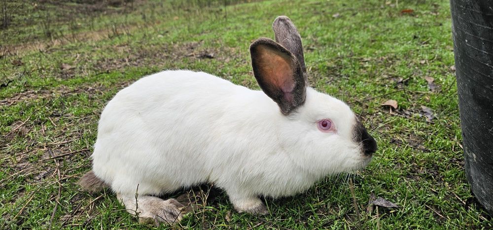 Urias de Transilvania