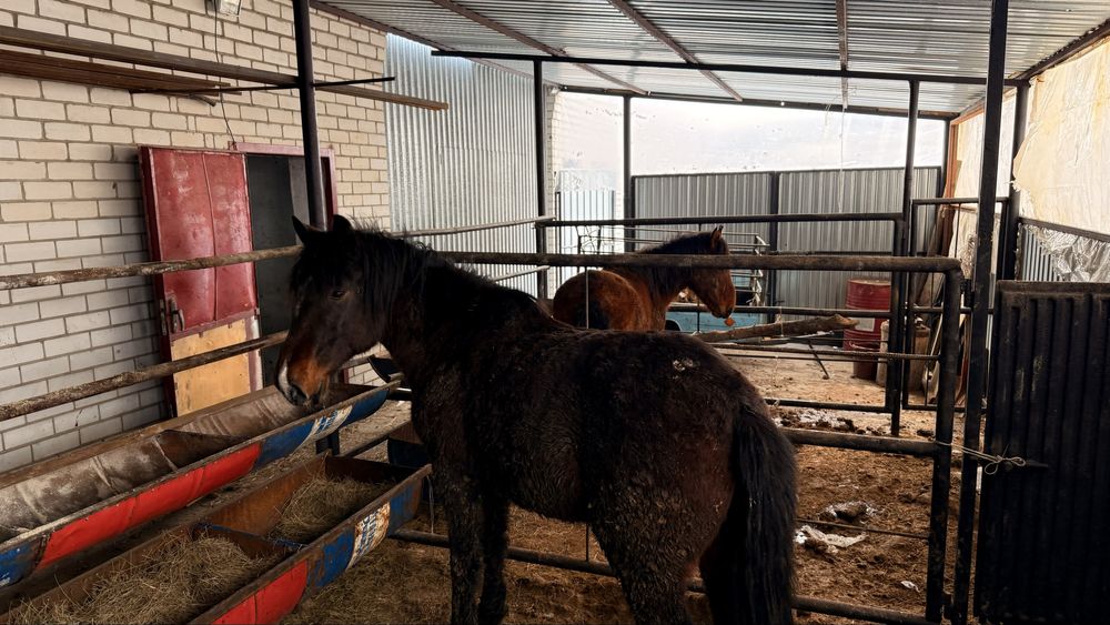Семіз жылқылар сатылады тай кунан