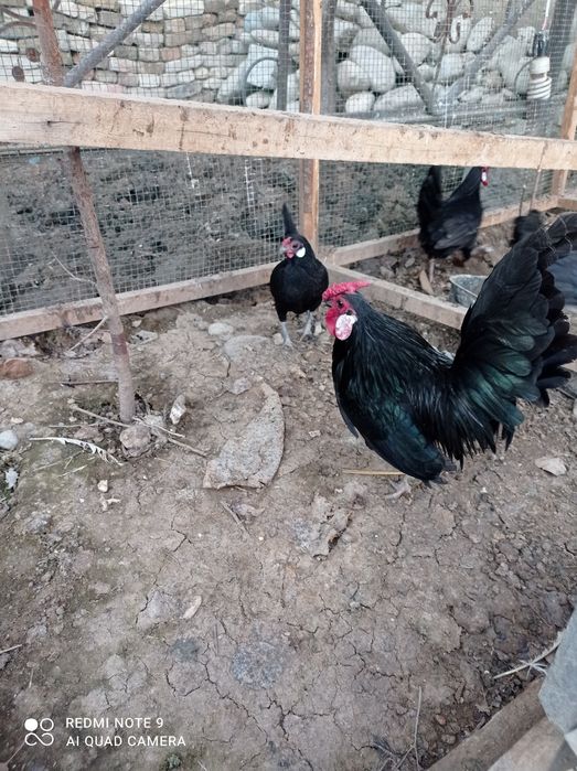 Товук тухумлари  сотилади ветнам.