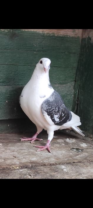 Porumbei capaciti/liști