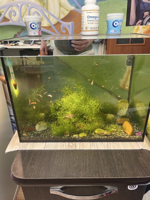 Аквариум вместе с рыбками