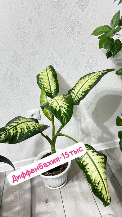 Диффенбахия шикарное комнатное растение