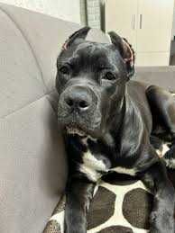 Кане корсо 8 месяцев мальчик