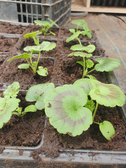 Цветя от производители