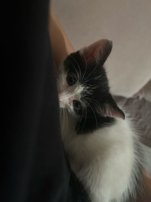 Pisica spre adoptie