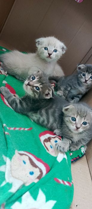 Котята вислоухие