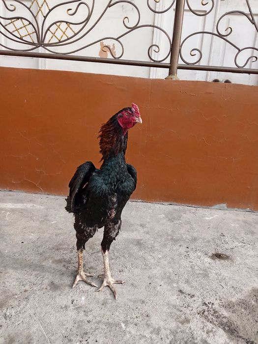 Tanachi Tulak xoroz sotiladi vesi 5,2 kg 8 ta yutugi bor