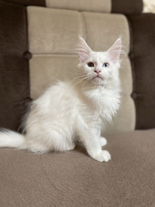 Мейн куны мальчики и девочки