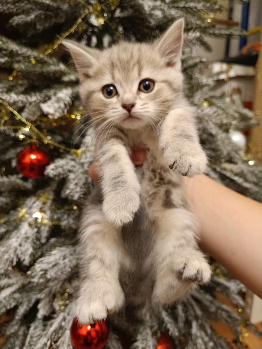 Шотландские котята