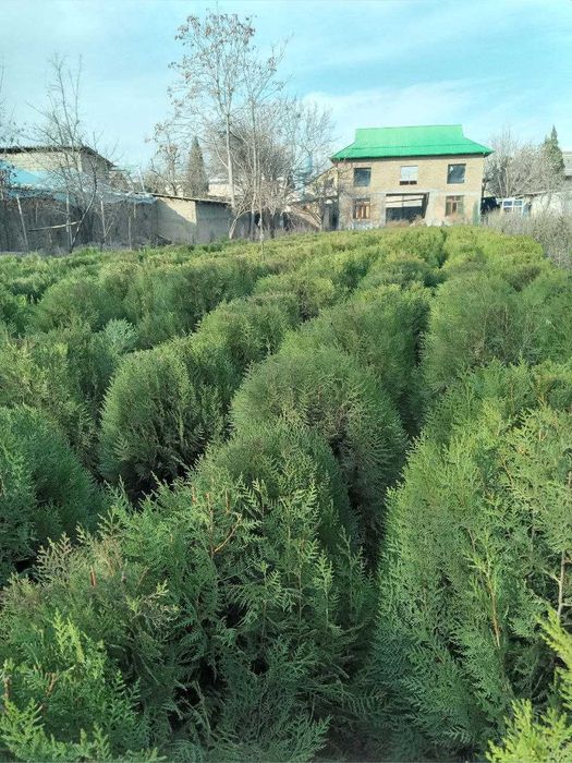 Арчвлар туя навли кучатлари