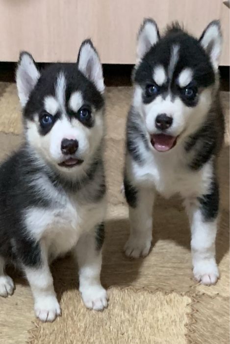 Хаски чистокровные .1 месяц