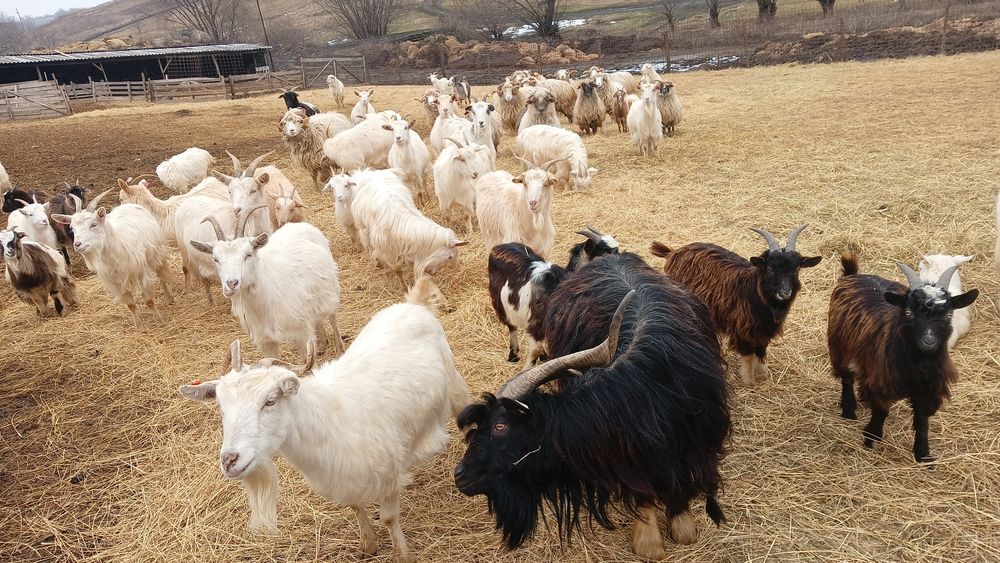 De vânzare 30 de capre carpatine foarte bune de lapte 450 de lei bucat