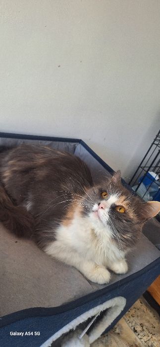 В добрые руки  стерилизованая девочка