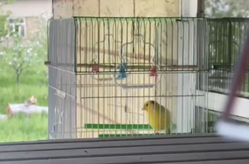 Продаётся самец взрослый самки тоже есть