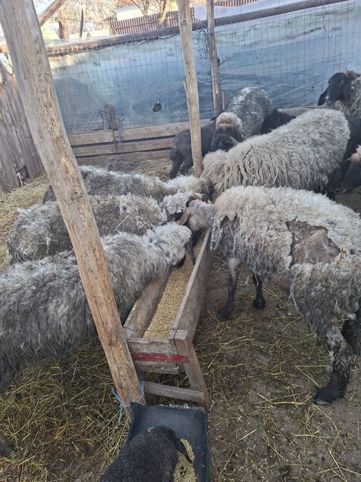 Vand OI carabase tinere fără miei